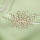 Handgefertigte florale Braut-Haaraccessoires für Hochzeit