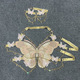 、woman crystal chain butterfly embroidery sleeveless backless adjustable ultra short top music prom crop top