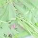 Light green Mint Green Mesh Embroidered Corset With Fly Sleeves