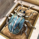 Siberian Beetle Corsage Brooch Insect Pin