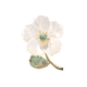 X2677-1-168 Gold-grüne kaiserliche Stein-Muschel-Blume, natürliche Perlmutt-Pfirsichblüten-Brosche